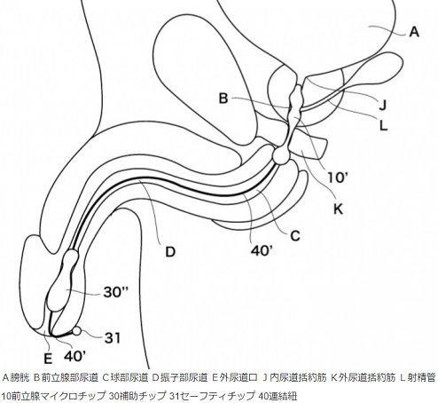 前立腺から尿道口までの部位の説明図
